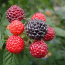 박종호 농장 이미지