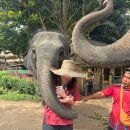 코끼리 | 치앙마이 생츄어리 코끼리투어 후기