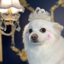 스위트펫 이미지