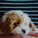 라온 반려 동물병원 이미지