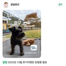 콩알 | 포천 콩알펜션 🐕 후기 이벤트🎉 당첨 🥳 25년 10월 당첨몽 살구❣️