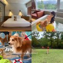 루나독스쿨 호텔 카페 | [공지] [경주 키녹 호텔] 시그니처룸 내돈내산 후기! 강아지 운동장부터 조식까지 뿌꾸와 풀코스 즐기기