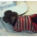 엄마손 동물병원 이미지