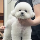 광주애견미용학원 실견 수업하는 바닐라에서 창업까지 가능해요