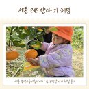 금남농장 | 세종 감성가득체험장 레드향따기, 두돌아기 청주대전근교농장