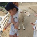 꿀등목장 이미지