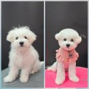 시루 반려견 미용 이미지