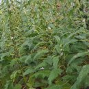 영구농장 이미지