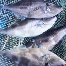 드림바다실내낚시터 이미지