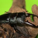 넓적사슴벌레 (Dorcus Titanus) 균사병에서 작출 체장 수컷 72mm. 69mm. 68mm. 67mm. 이미지