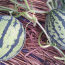 가장농장 이미지