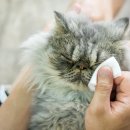 고양이랑 이미지