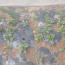 호성농장 이미지