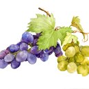 부산와인스쿨 동문합창단 정기연주회 | [수강후기] CEO-BUSINESS 35기 서OO / 내 삶의 활력소, 와인스쿨 즐거운 인생 Bravo, My Life !