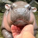 악쓰는하마 이미지