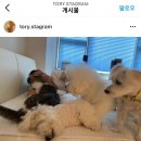 토리애드 이미지
