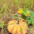 뚱이농장 이미지