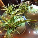 수림전국꽃배달 이미지