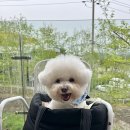 [가평군 상면] 아침고요수목원 대형 베이커리 카페 추천 &#39;나무아래오후N&#39;