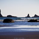 바다와소나무 이미지