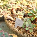 두만농장 이미지