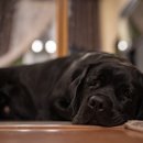 나는강아지 이미지