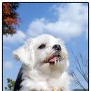 타임투반려동물 장례식장 이미지