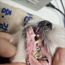 화천동물병원