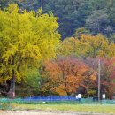 재약산 숲 야영장 이미지