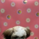 펫마켓 서구점 이미지