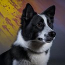 애견백과 - 카렐리안 베어 도그 (Karelian Bear Dog) 이미지