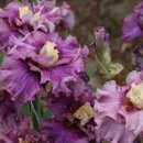 아이리스 이미지