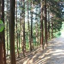 편백나무펜션 이미지