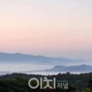 차나무숲 이미지