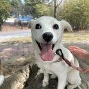 진도애견훈련소 이미지