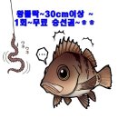 와,왕뽈락~엄청나게물어,쿨러추가,대박.버글버글많타많아 이미지