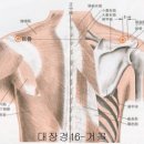 우측 대장경 거골혈 이미지