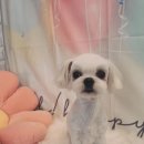 다대스파 이미지