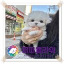 강아지분양 애견분양 퍼피플라워 중랑점 이미지