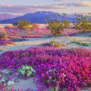 세계의 명소와 풍물 98 - 캘리포니아, Death Valley의 야생화 이미지
