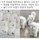 궁잔기지떡 이미지