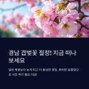 거제고등학교 | 경남 겹벚꽃 명소, 지금이 절정이에요!