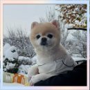 김제강아지 이미지