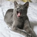 Healthy Cat 티스토리