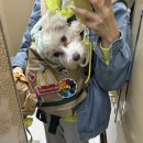 견체공학 어부바가방3 구루구루 위고백 벤티 내돈내산 후기 대중교통 이용