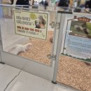 새동인천지하상가 | [인천] 애니멀클럽 송도 (18개월 아기랑 내돈내산 후기)