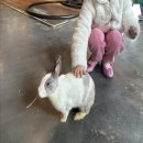 햄스터 다락방 | 하남 토끼카페 요정출몰지역 후기 (아이랑 가기 최고였던 곳)