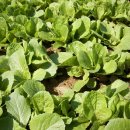 신월농장 이미지