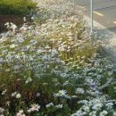 장승포로 이미지