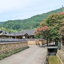 고려동이실원 | 600년 된 배롱나무꽃 피는 함안 고려동유적지(백일홍 꽃 개화상황)